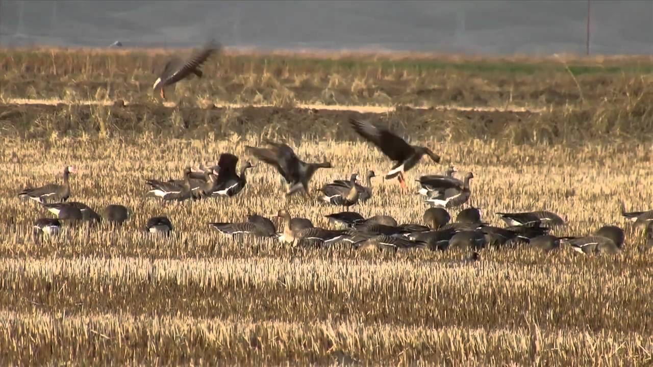 Стая гусей в Калужской области